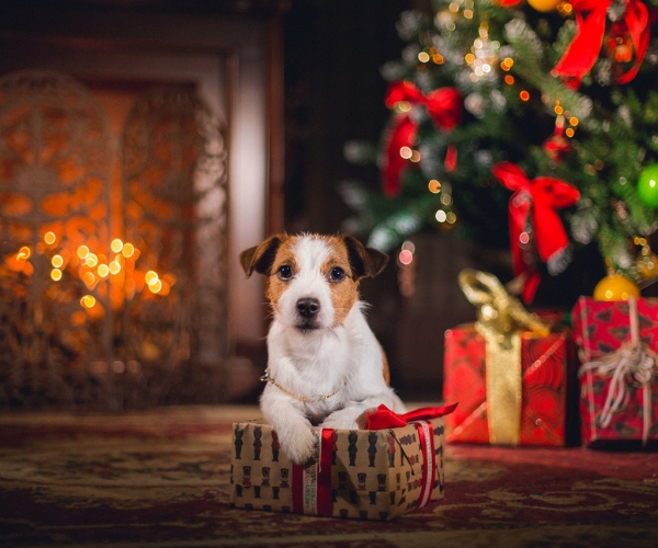 Christmas Dog